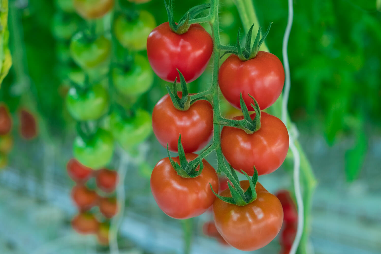The Development of a Greenhouse-Grown Tomato | NatureFresh™ Farms