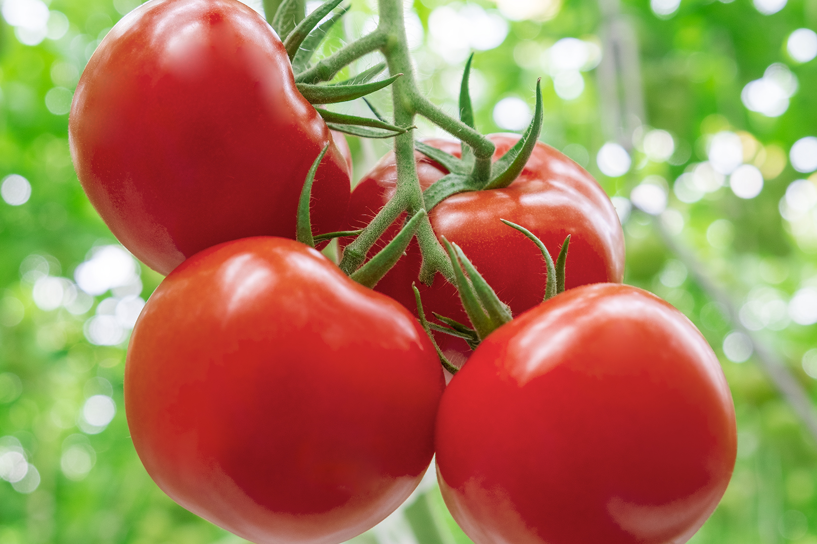Top 10 Faqs About Tomatoes Naturefresh™ Farms