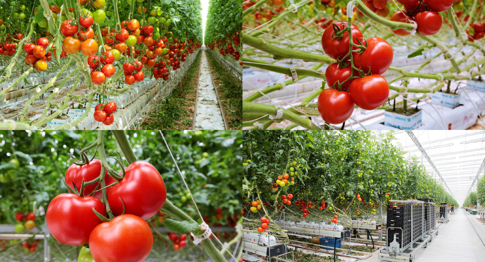 ohio-fresh-nature-fresh-farms